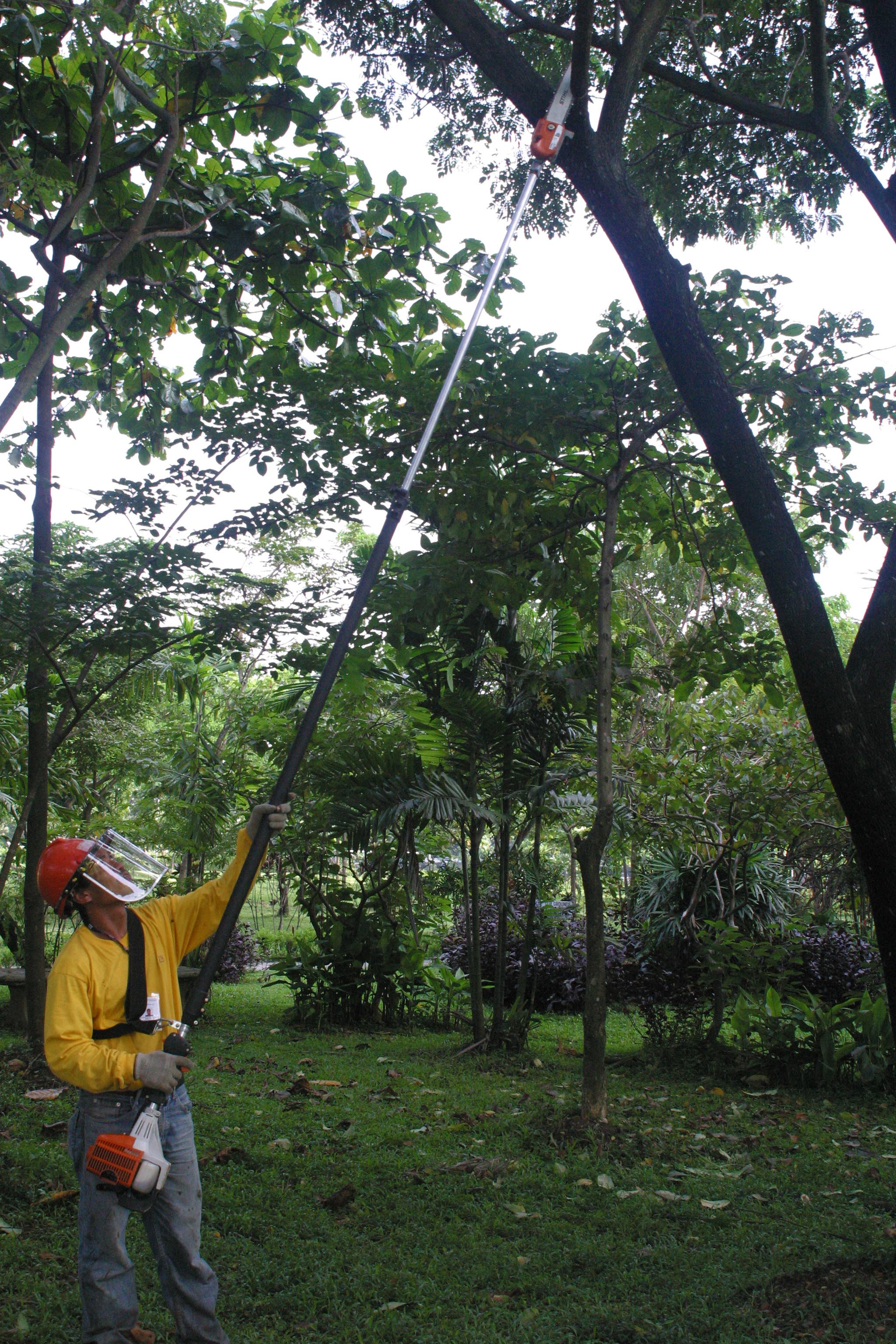tree servicing